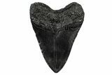 Fossil Megalodon Tooth - South Carolina #340186-1